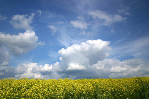 夏の匂い、夏の色、夏の記憶